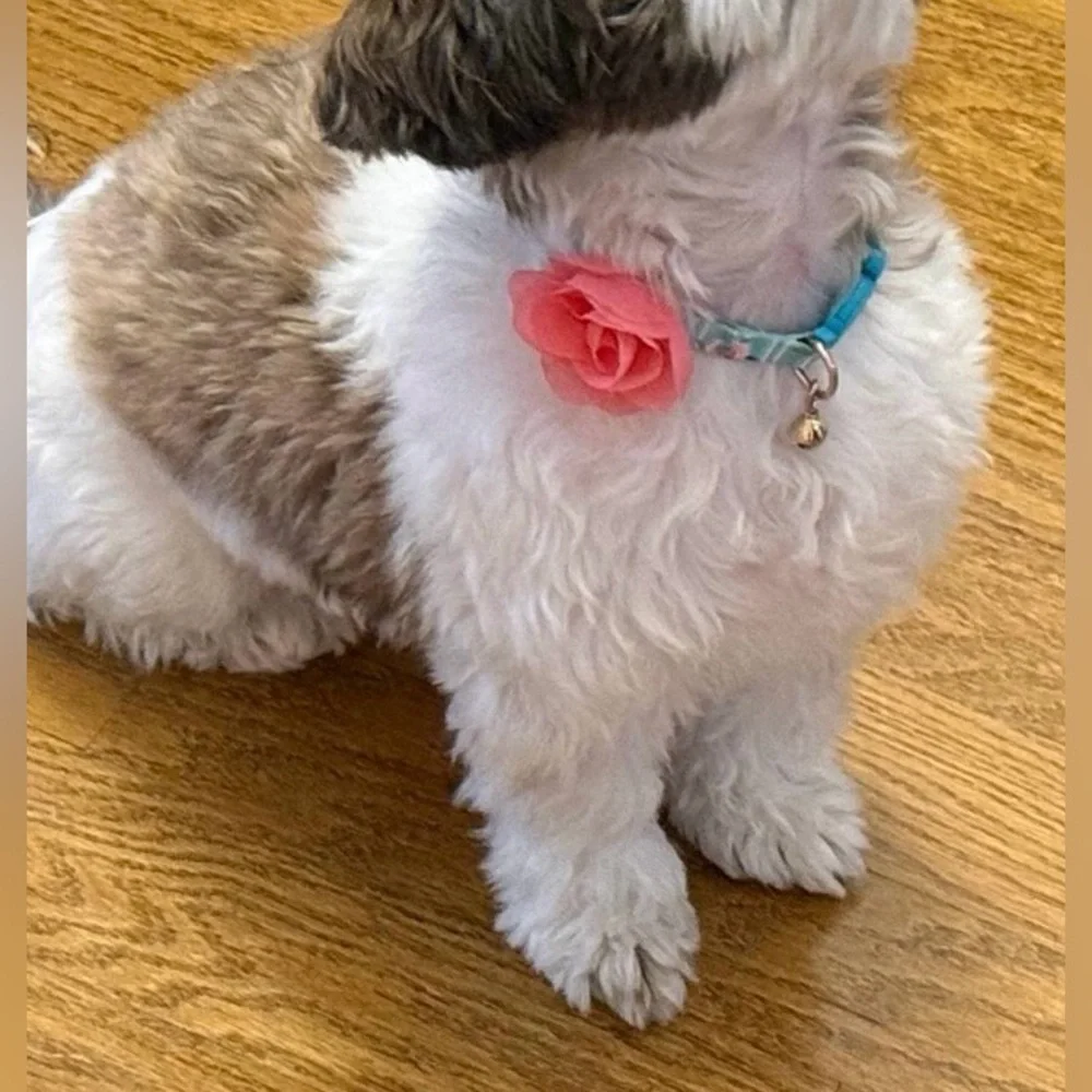This floral collar is decorated with a rose and is suitable for small dogs and